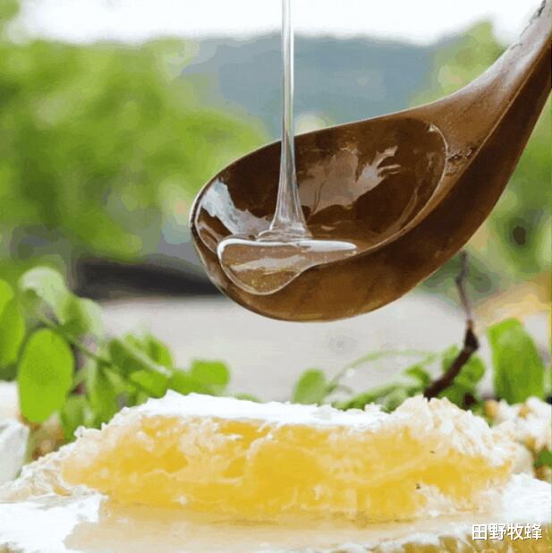 田野牧蜂|蜂蜜腌制金桔的做法,怎样做好?