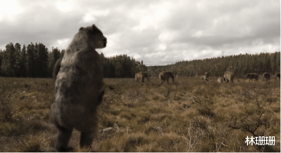 群星|动物广翅鲎：专吃海洋“浮尸”，4亿年前最先登陆地面的动物