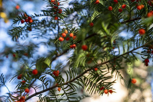 紫杉醇|说到抗癌，你一定听过大名鼎鼎的它