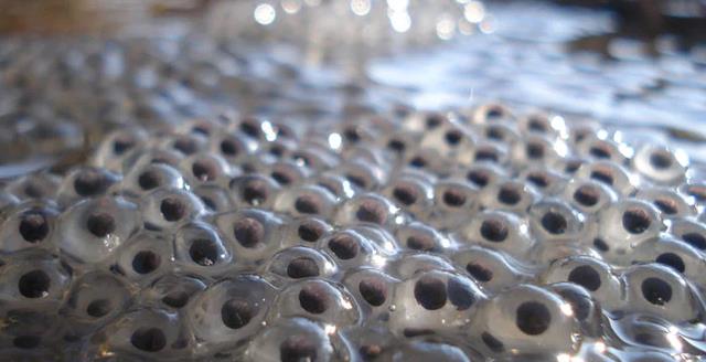 科学家 科学家新发现:精子在与卵子结合的一刹那,会爆发出奇特“火焰”