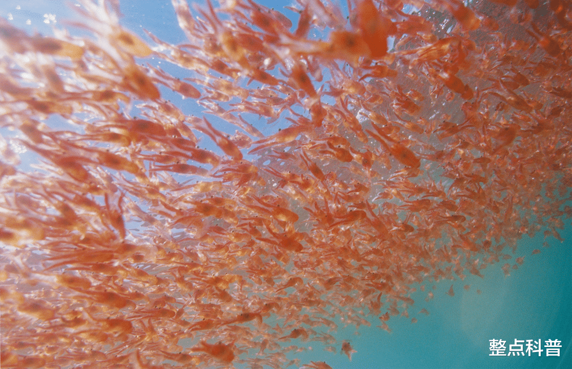 南极 南极磷虾：10亿吨的“海上金矿”，中国将成为最大“受益者”？