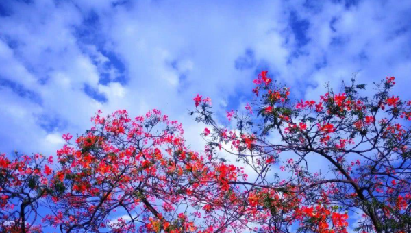 萌听小c姐|四川宜居胜地攀枝花，冬暖夏凉，房价还不高，适合北方人养老