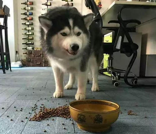 舜网 二哈不吃主人准备的食物，居然偷偷跑去找隔壁的大金毛