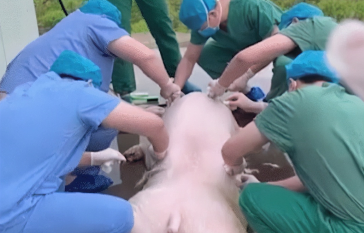 亚洲播报一姐 河南一男子皮肤烧伤，医生用猪皮植皮，称：长不了毛