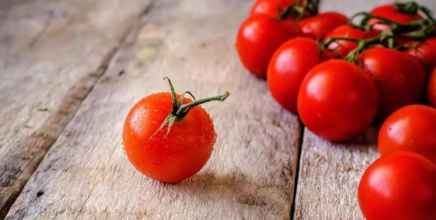 情微说 番茄越来越难吃？科学家历时4年研究，发现番茄“本质变了”