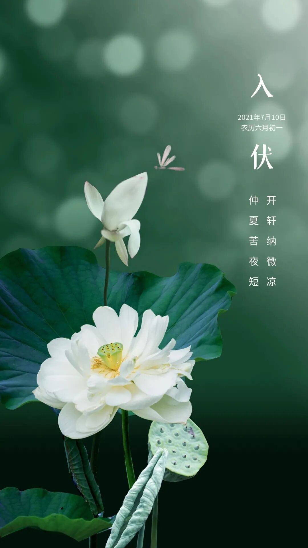 按摩|入伏|伏天不减肥，一年徒伤悲