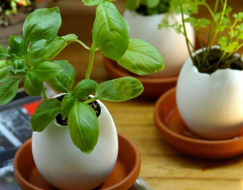 这种厨房垃圾不能扔，加工后养花，比花钱买的肥还温和好使