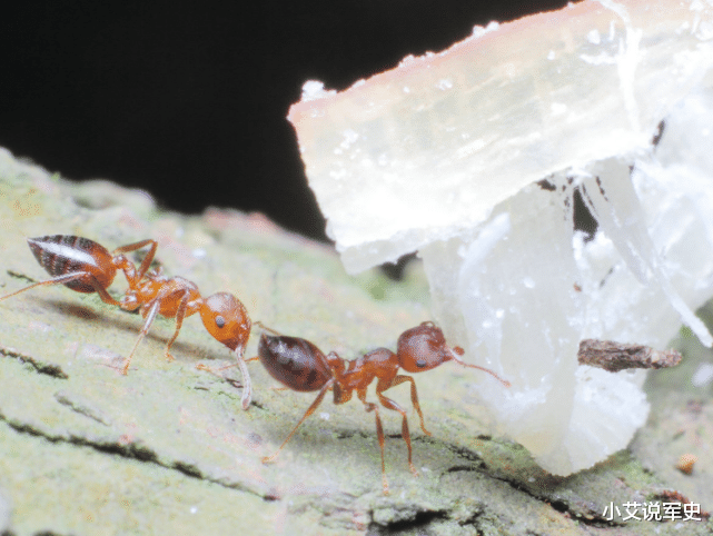 中国科学报 如果把蚂蚁放大10000倍，能不能主宰地球？说了你别不信