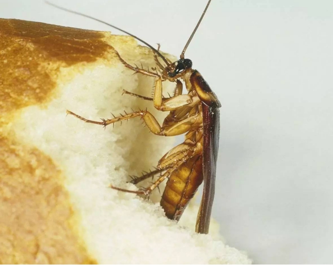 行星 南方的蟑螂基因突变了？让北方人“吓破胆”，个头大，还会飞！