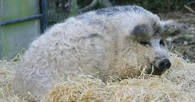  涨“姿势”了！生物课本上不会出现的，12个关于动物的小秘密