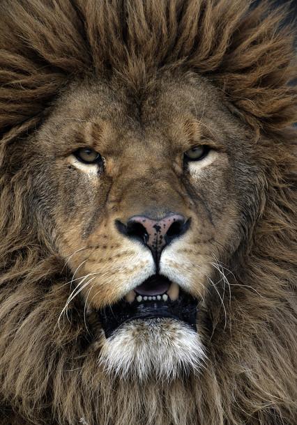 狮子和老虎谁更强大？99年前的1922年，最强的狮王不幸灭绝了