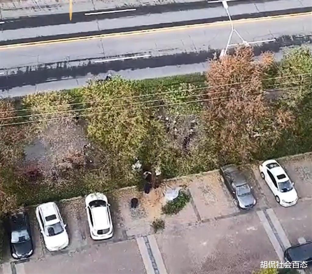 惊悚!男子将母亲葬在小区旁的绿化带中,男子:我父亲也葬在这里