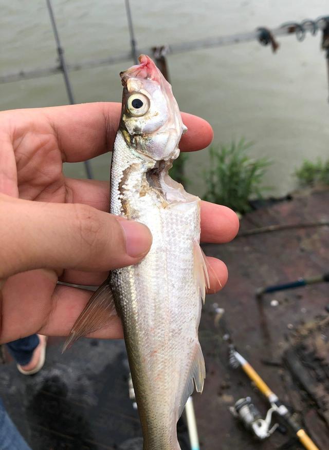 珠江|珠江钓起来的鱼,鱼身少了一截,什么东西咬的?