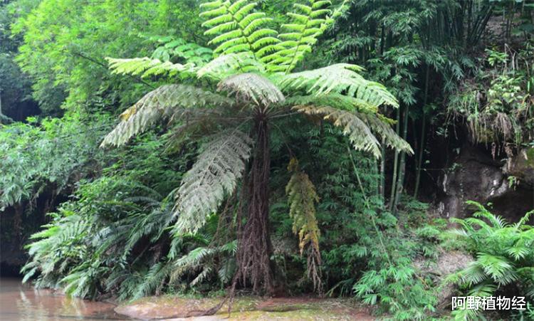 恐龙 恐龙时代里，这种植物是“动物避难所”，如今，是珍贵的活化石蛇木
