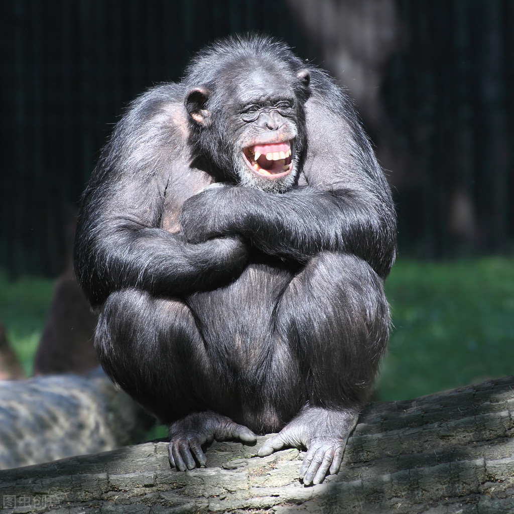 生物医药 黑猩猩有没有可能快速创建文明，然后把人类淘汰掉？