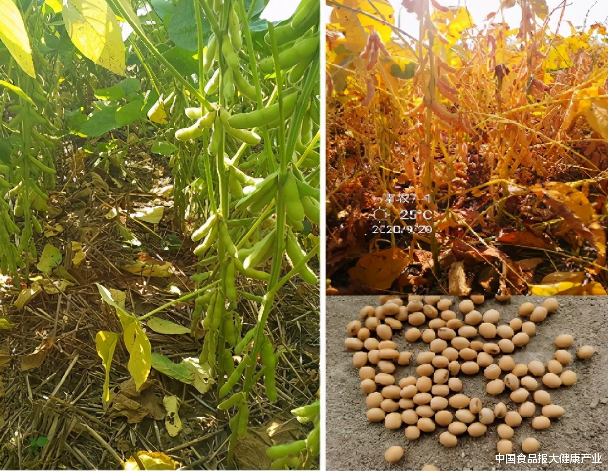 中国食品报大健康产业 大豆新品种“南农66”成功选育并转让