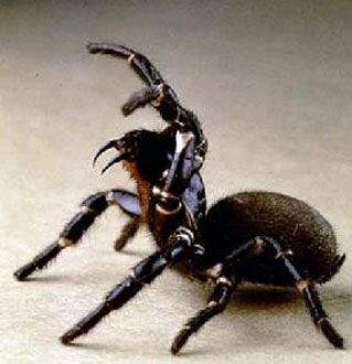  世界上最毒的蜘蛛是什么样的？有多厉害？