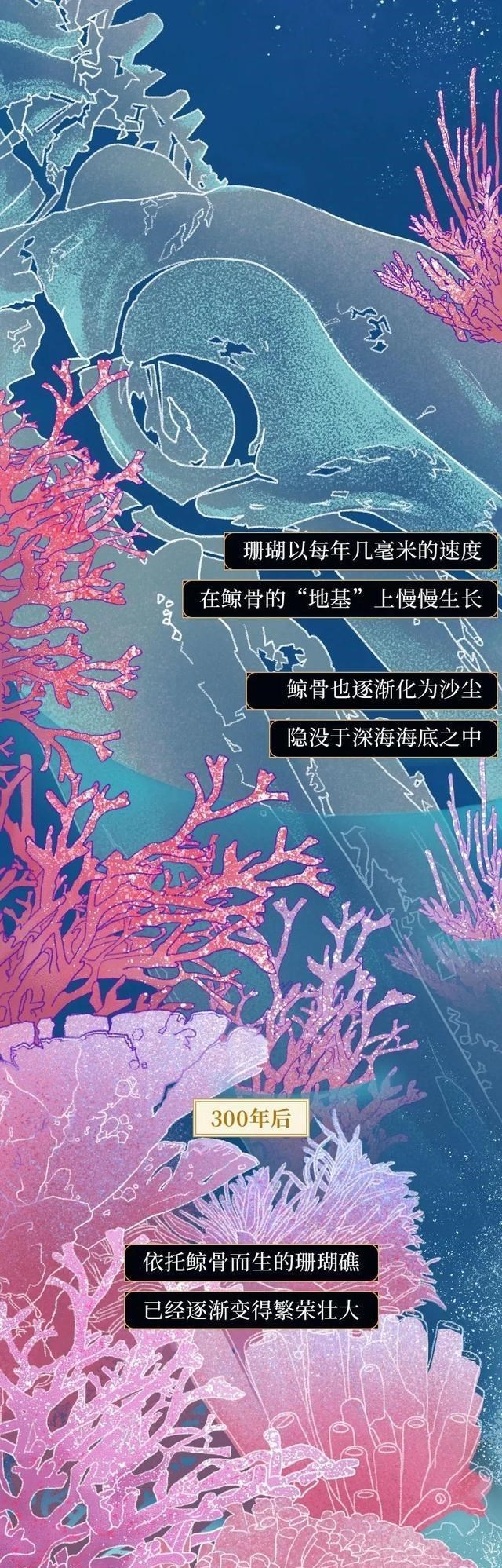 鲸鱼 何为“一鲸落，万物生”？一组漫画科普，鲸鱼死亡后会经历什么？