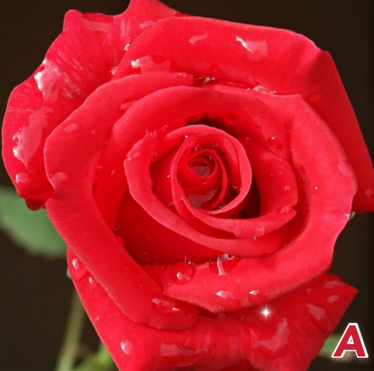 心理测试|心理测试:凭感觉选一朵花,测出你是一个独立自主的女人吗?