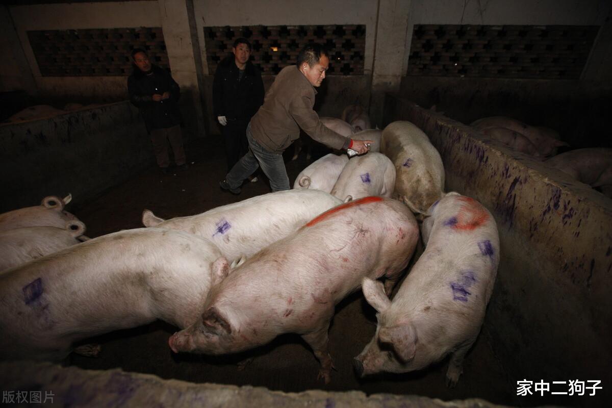 生猪价格 又是一片绿！刚刚上涨就翻车，猪价为何如此脆弱不堪？5月21日全国猪价