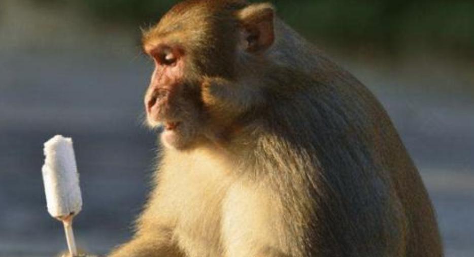 基因 首例“猴子换头”手术于中国完成，花费了7000万，猴子后来如何了