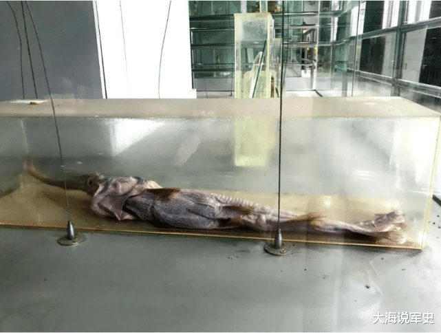 后代 中国又一“国宝”灭绝,没能度过2020,后代只能看标本了