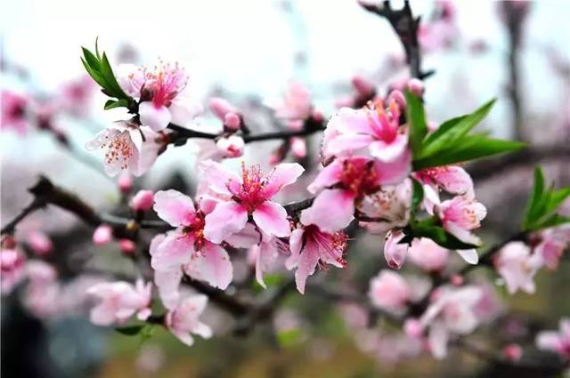张小楠说情感|不是男人不懂浪漫，而是追求浪漫的女人往往让人无法捉摸