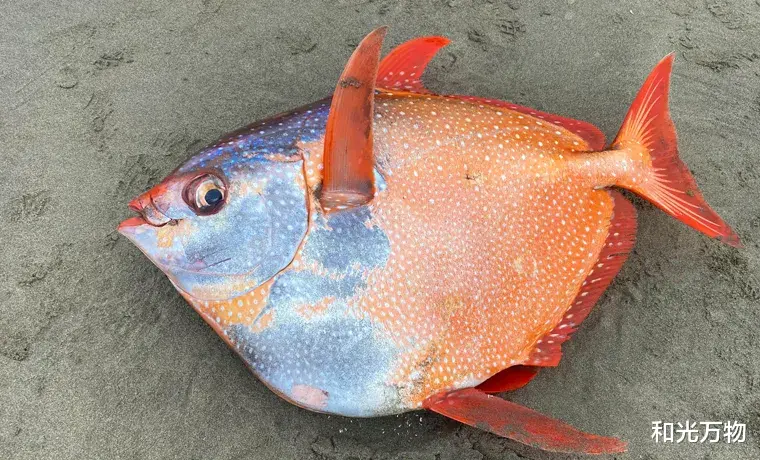 科学家 神秘巨鱼搁浅美国海滩,身长1米、重达45公斤,科学家认为不寻常!