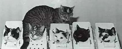 太空 第一只进入太空的狗，结局已注定的死亡之旅，真相也被隐瞒45年