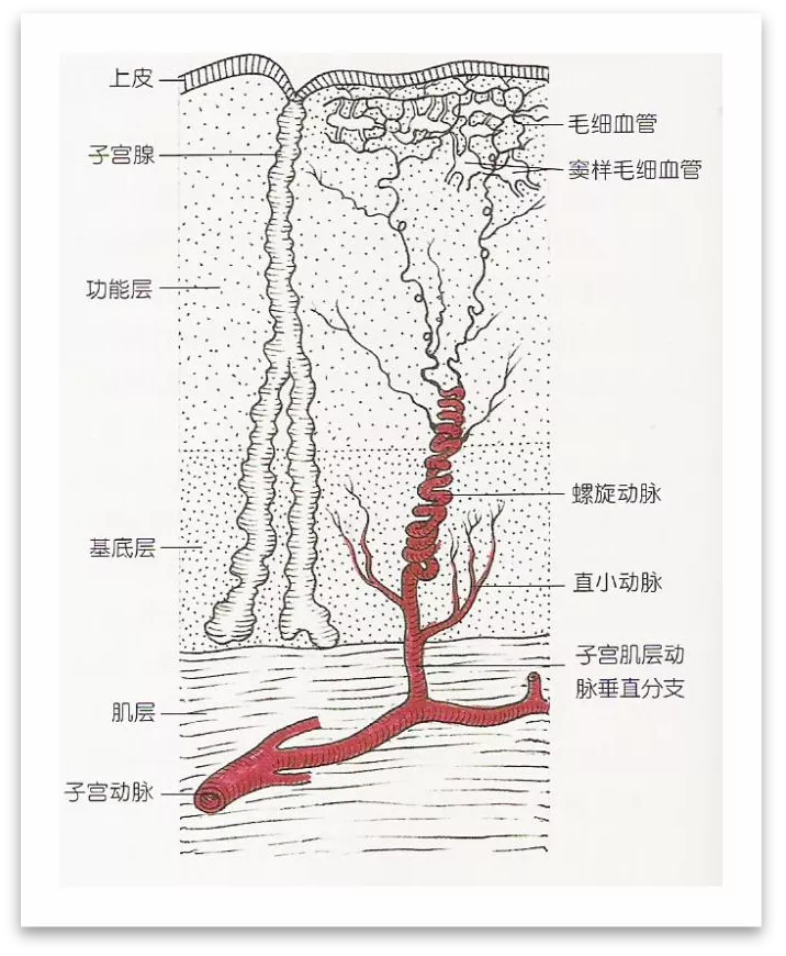 婴幼儿常识|国药育儿知识:早孕期子宫动脉血流异常要紧吗?不同的医生有不同的解读
