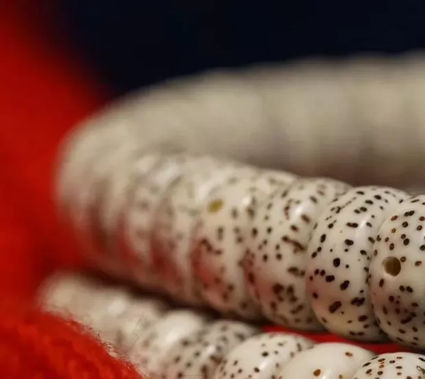 菩提|药片手串！文玩人为什么要和自己过不去？