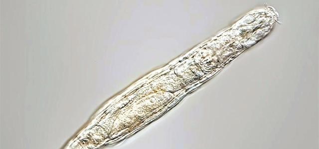 北极 北极“高烧”不断，史前生物遗骸接连出现，冰层下的病菌或将苏醒