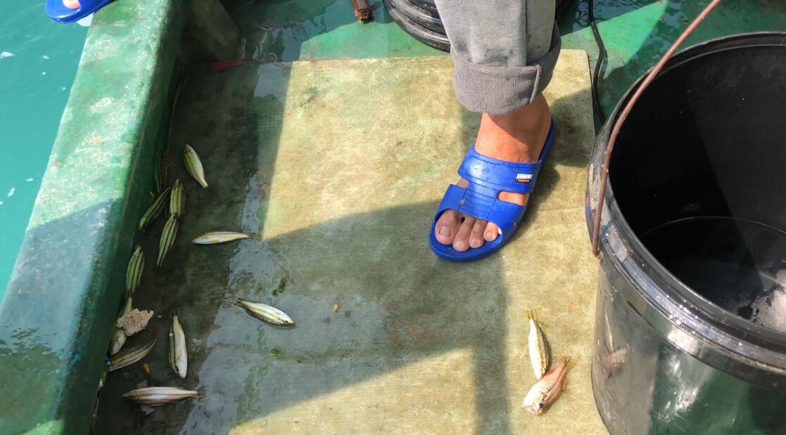 饵料|新年第一次出海，鱼儿成群往船上窜，黑鲷鱼疯狂吃饵