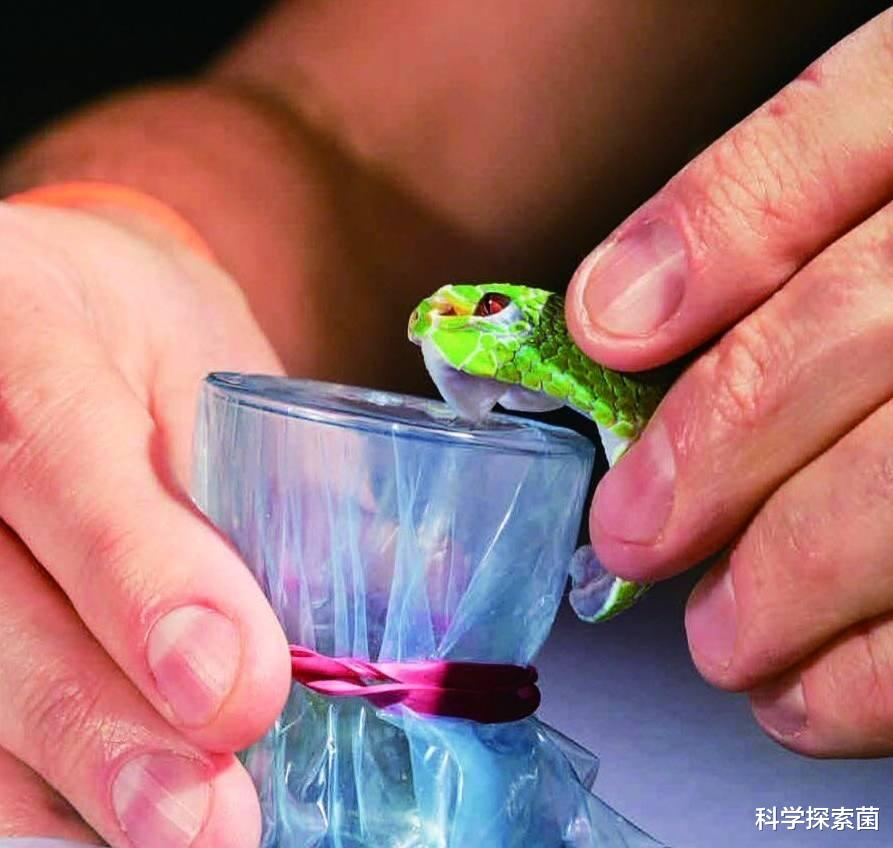 毒蛇 蛇毒为什么被称为液体黄金？专家道出它的妙用