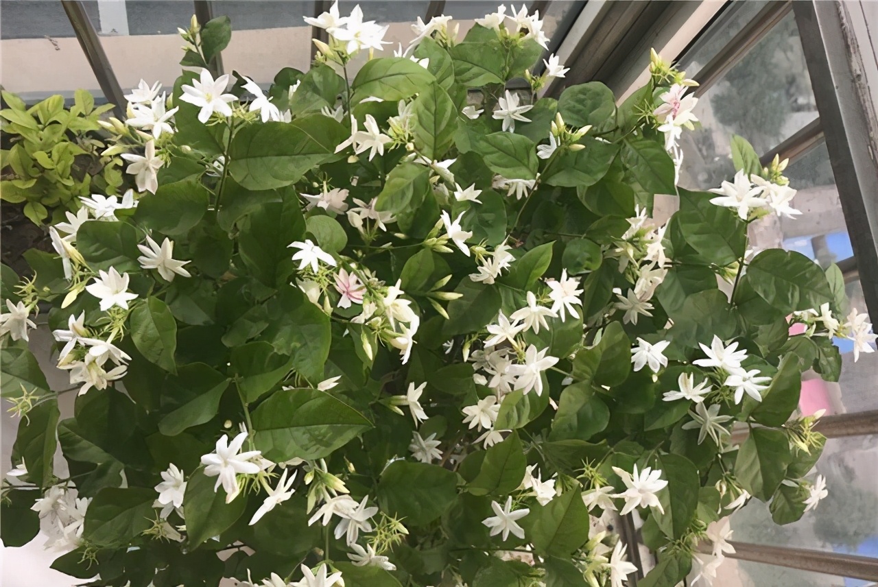 玫瑰|“漂亮花”，养人又养心，好看又好吃，是老中医的最爱