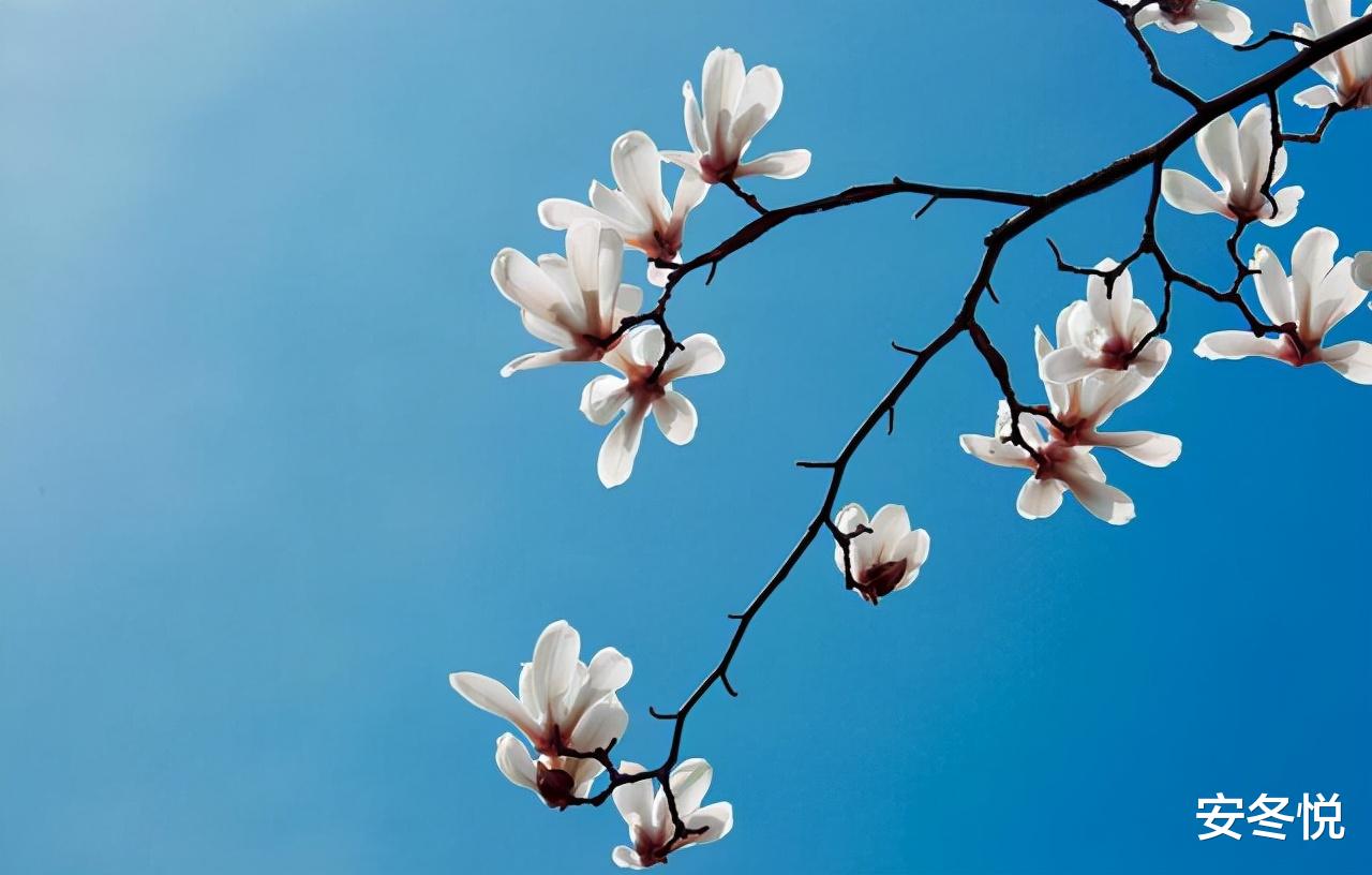 安冬悦 有生之年，愿能与你相见