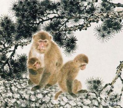 星川麻衣|属猴人生在几月，后福较多，仕途亨通，下半年有望闯出一片天，大吉大利