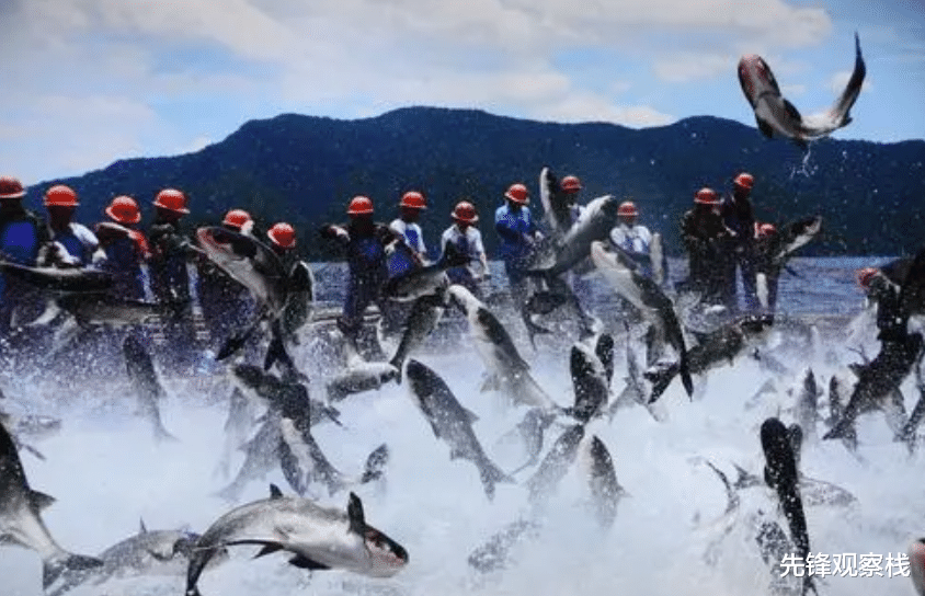黑科技|“灭绝式”捕鱼有多暴力？黑科技被滥用，可视锚鱼器成牟利工具！