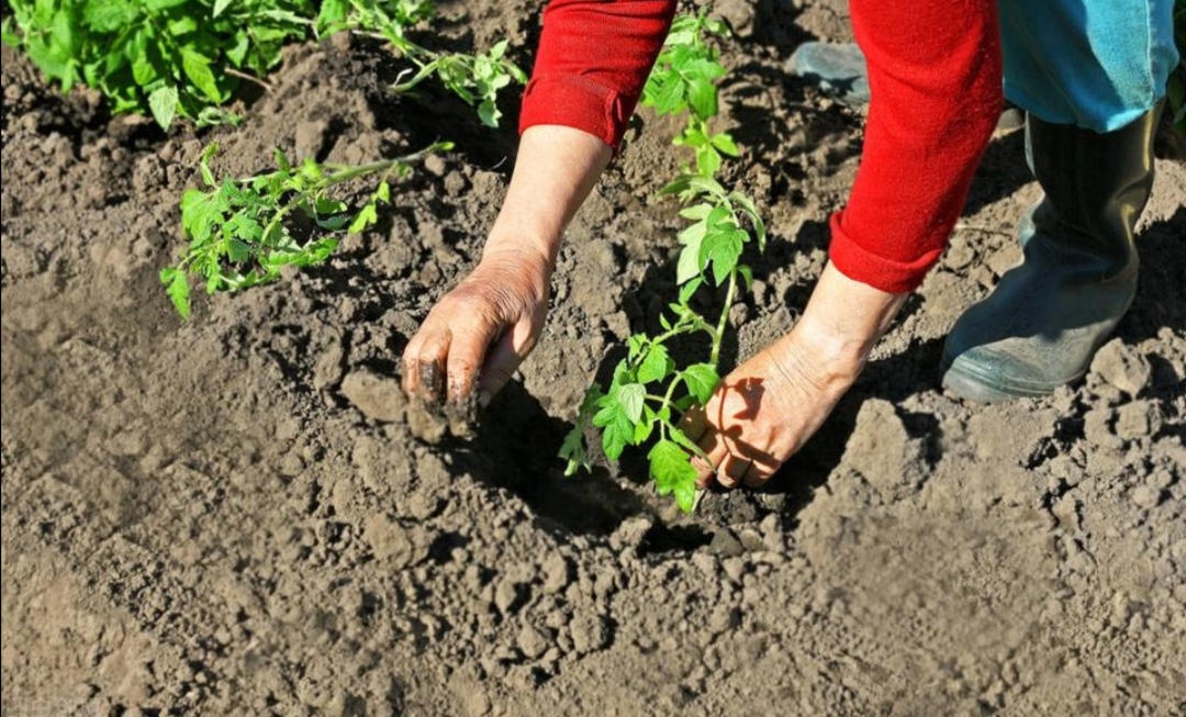 甘草心语录 现在讲的农村大少爷是些什么人？为什么这类人越来越多？
