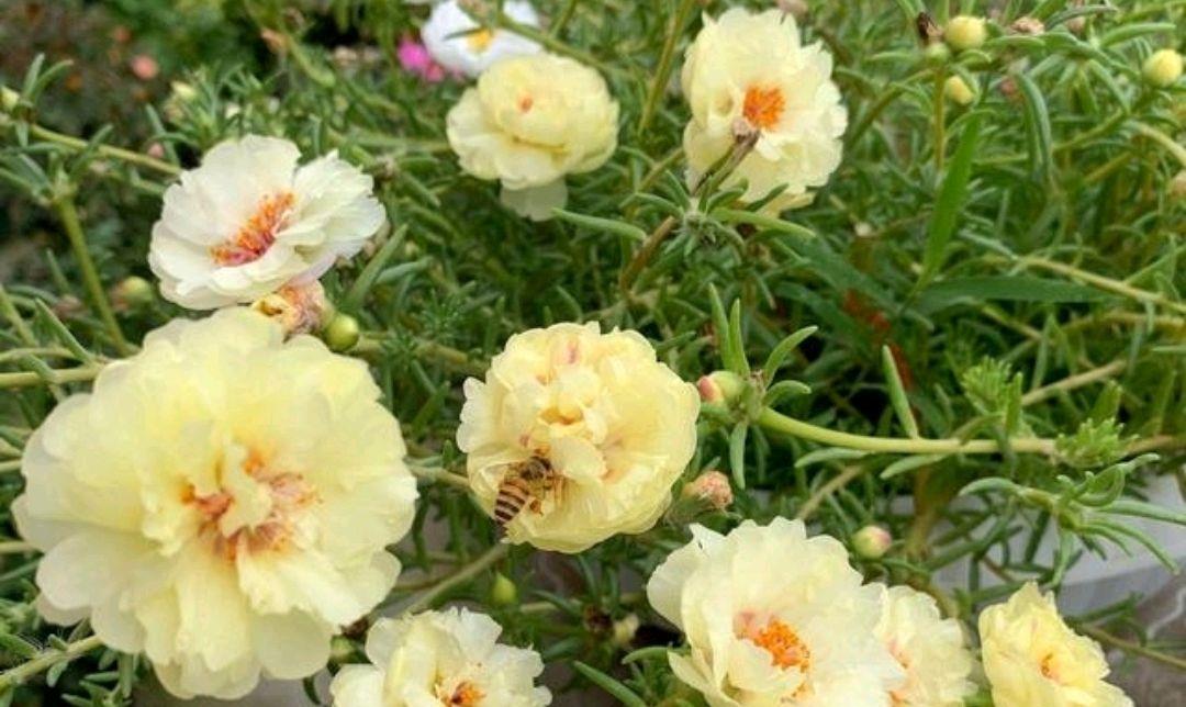 园艺印象|太阳花徒长很正常，可以通过修剪以及打造棒棒糖来变美