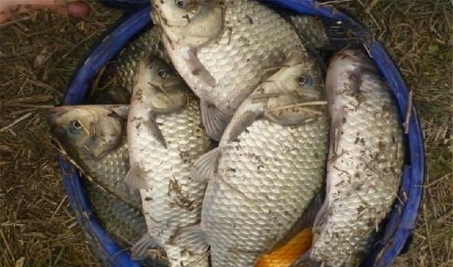 |这3种东西渔具店不肯卖，专攻鲫鱼鲤鱼和草鱼，爱钓鱼的你别错过