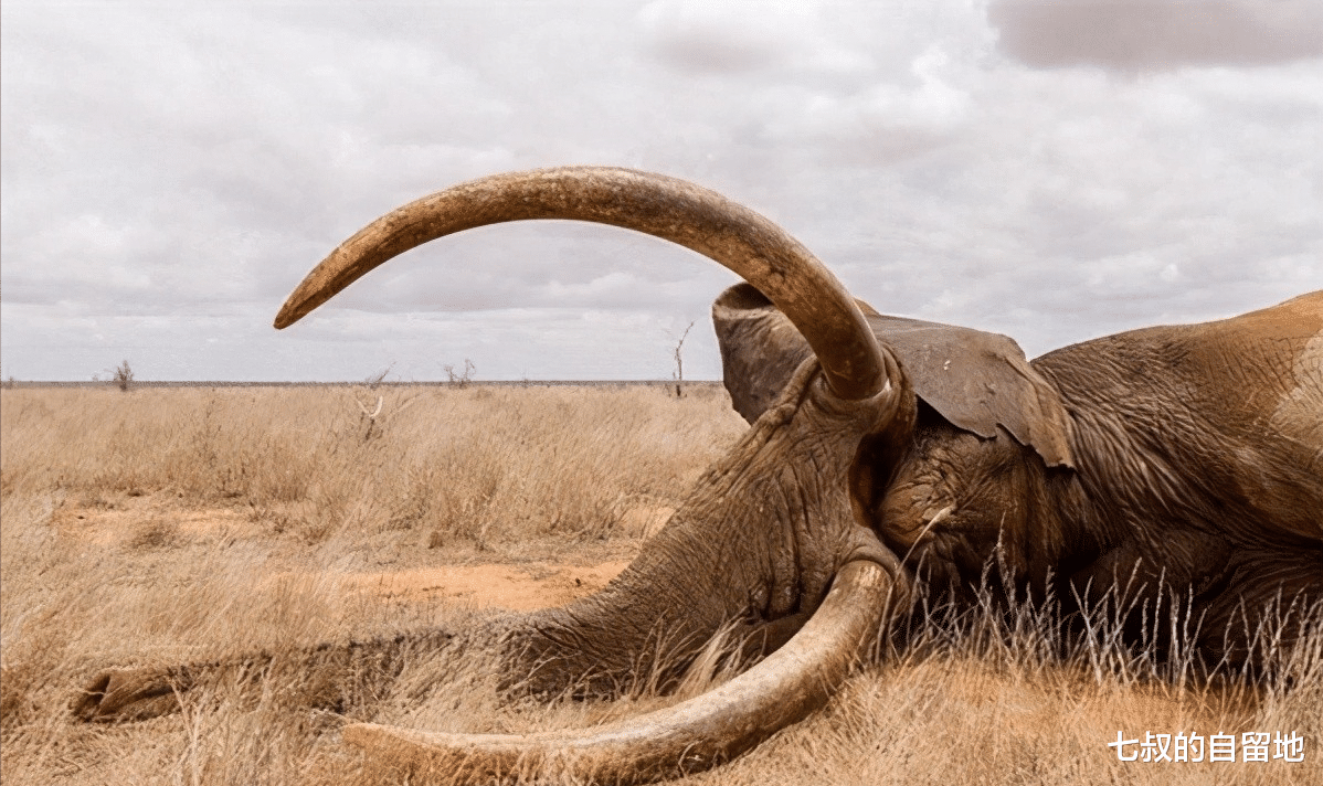為什麼不從老死的大象身上取象牙，非要去獵殺它們？-圖4