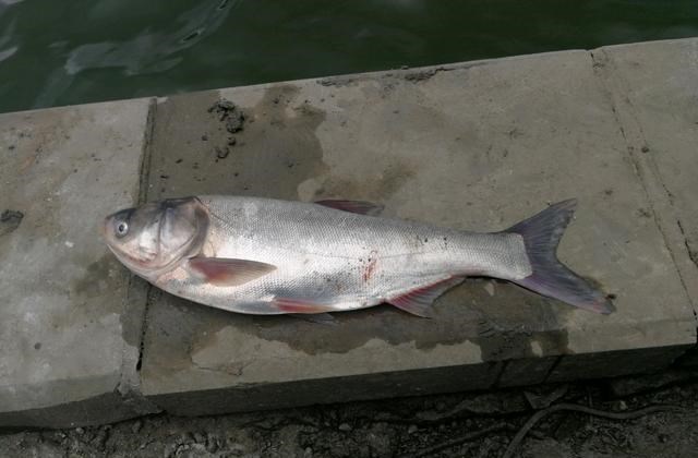 曲阜|热死的？山东曲阜河道出现许多死鱼，钓鱼人：可惜了，好多大鱼