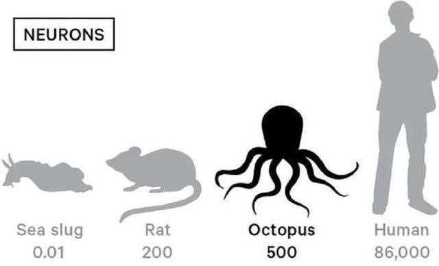 章鱼 章鱼会威胁到人类吗?种种迹象表明:它们的智商已经超乎人类想象