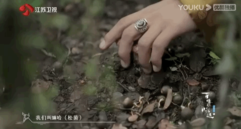 谢霆锋|谢霆锋丁真被全网磕疯,我却只看到两个自由的灵魂