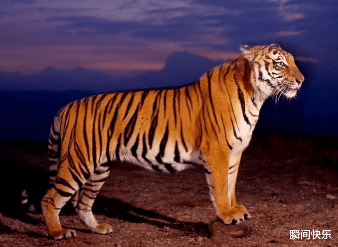 |属虎的人生在几月，下半年财路通畅，收入倍增，职场业绩飙升