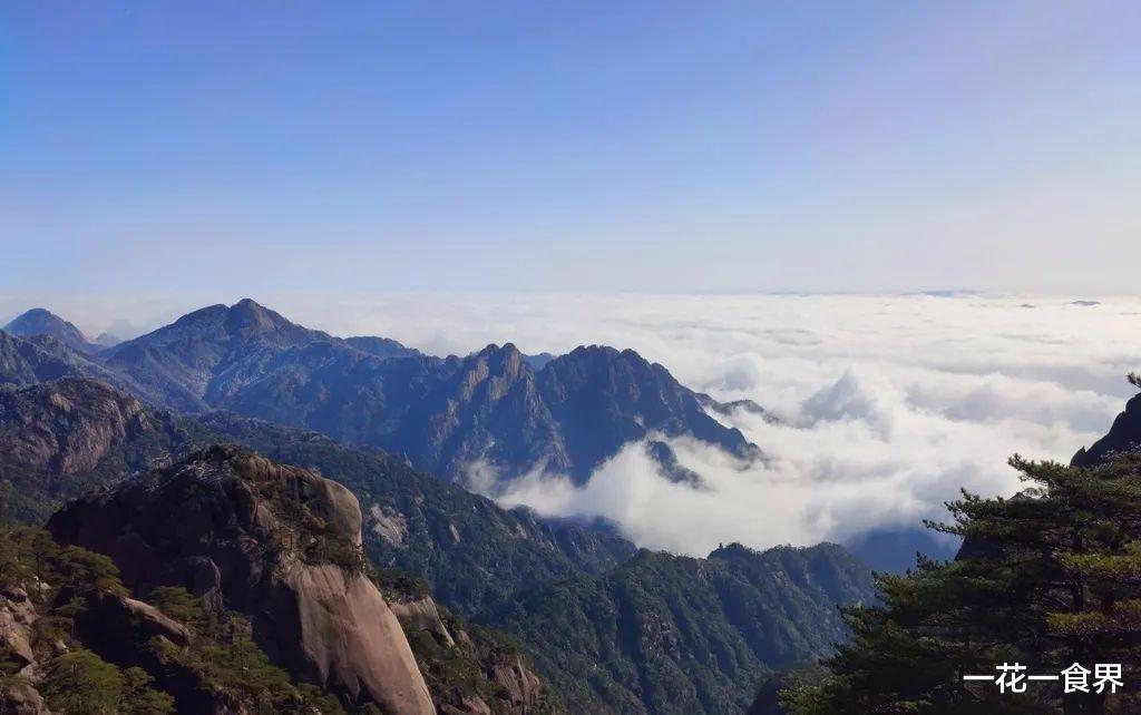 一花一食界|如果你想去黄山，那就看看吧~（下）