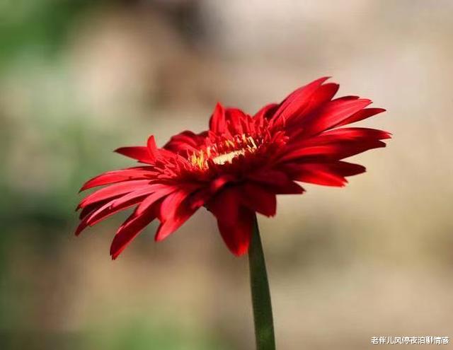 老伴儿风停夜泊聊情感|面对背叛者的回心转意，该怎么办？做到三点，你还可以很幸福
