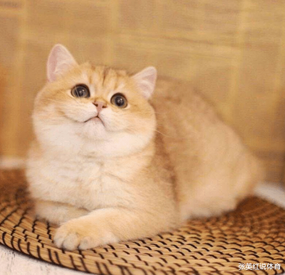 金渐层都有什么色你知道吗？