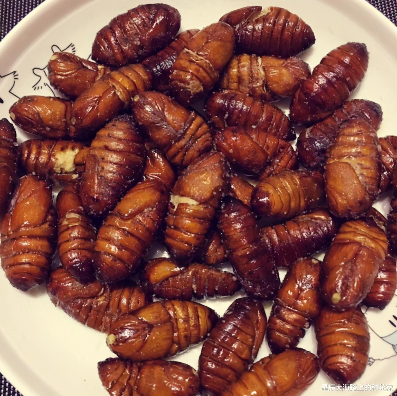 |美国出现僵尸蝉：真菌操控下，即使腹部变菌孢，交配也不会停止！